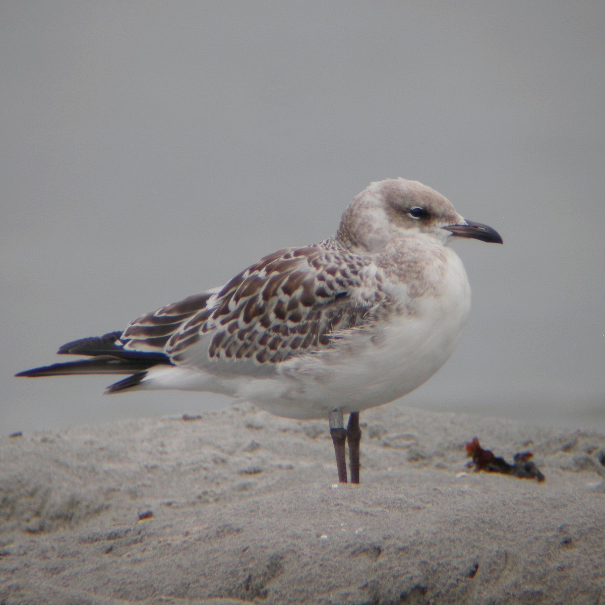 Mediterranean Gull - ML646125771