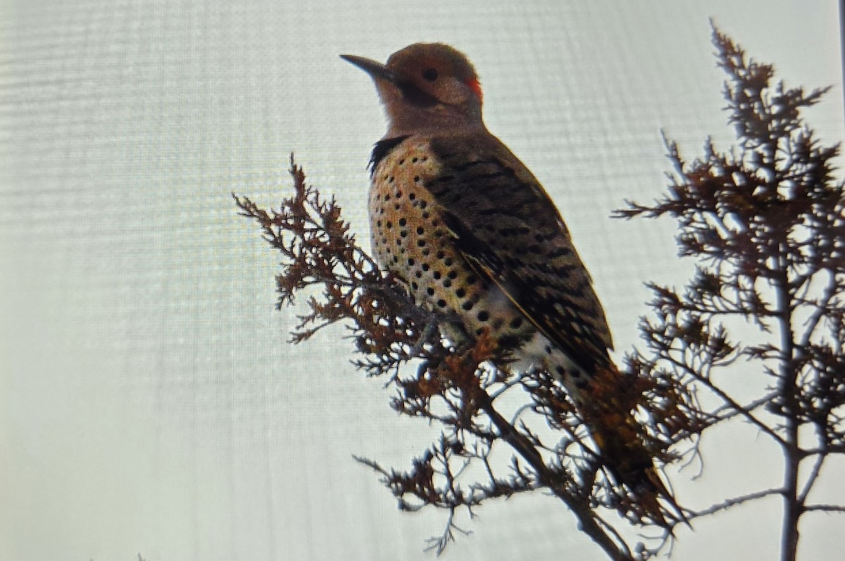 Northern Flicker - ML646125773