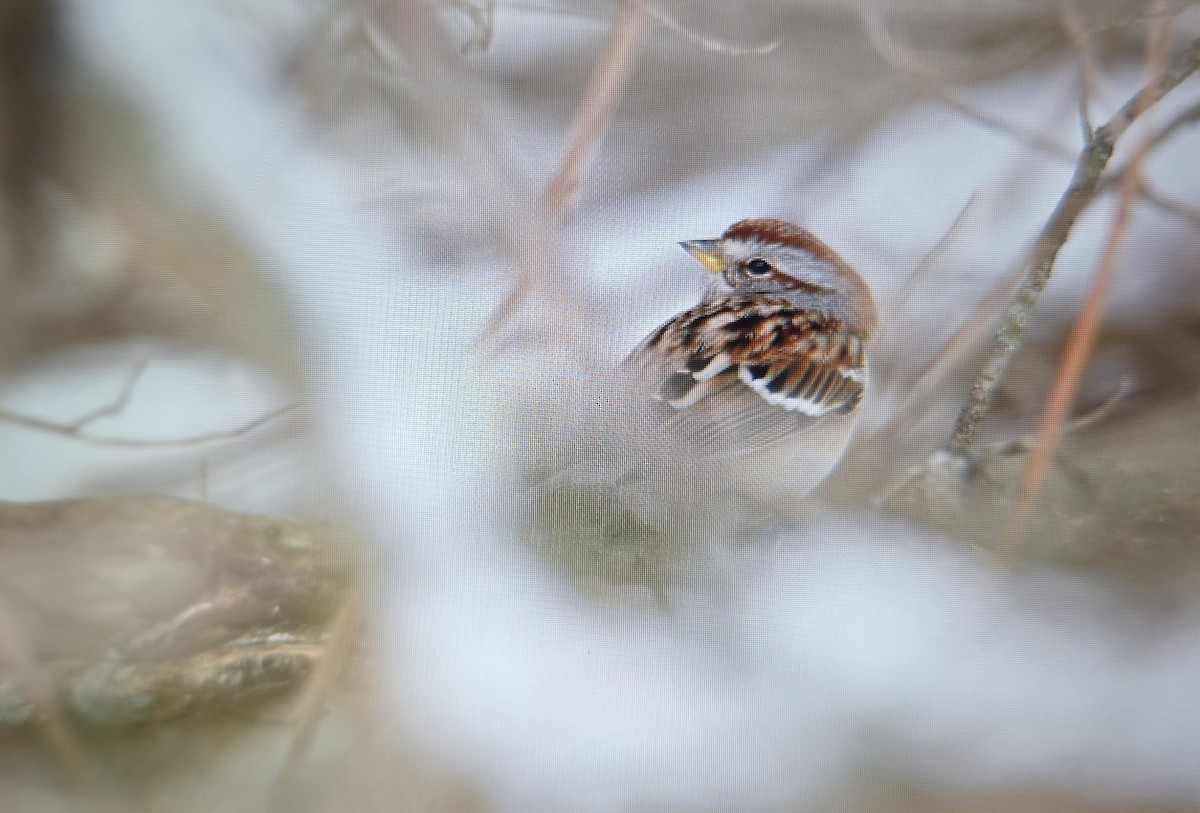 American Tree Sparrow - ML646125800
