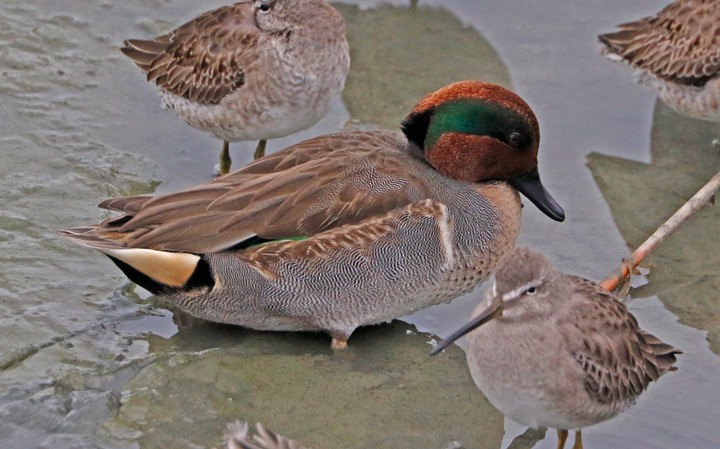 Green-winged Teal - ML646125803
