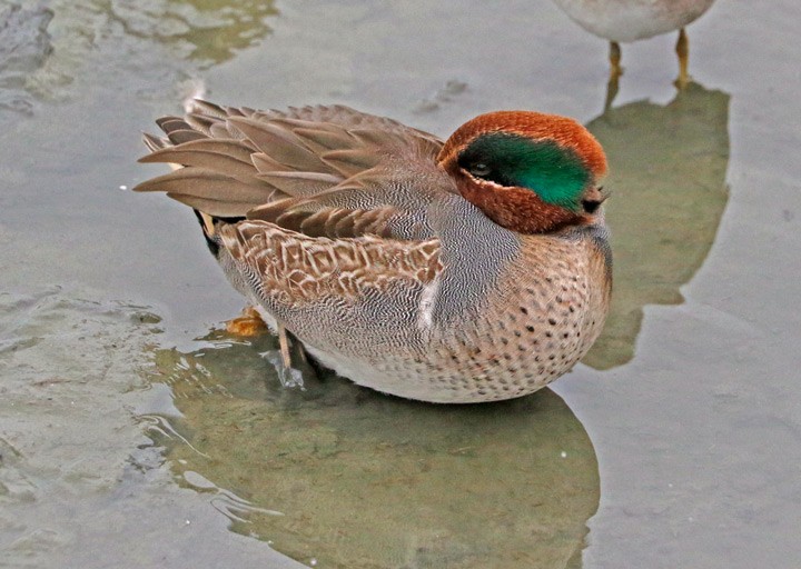 Green-winged Teal - ML646125804