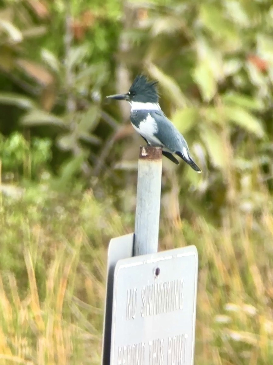 Belted Kingfisher - ML646125805