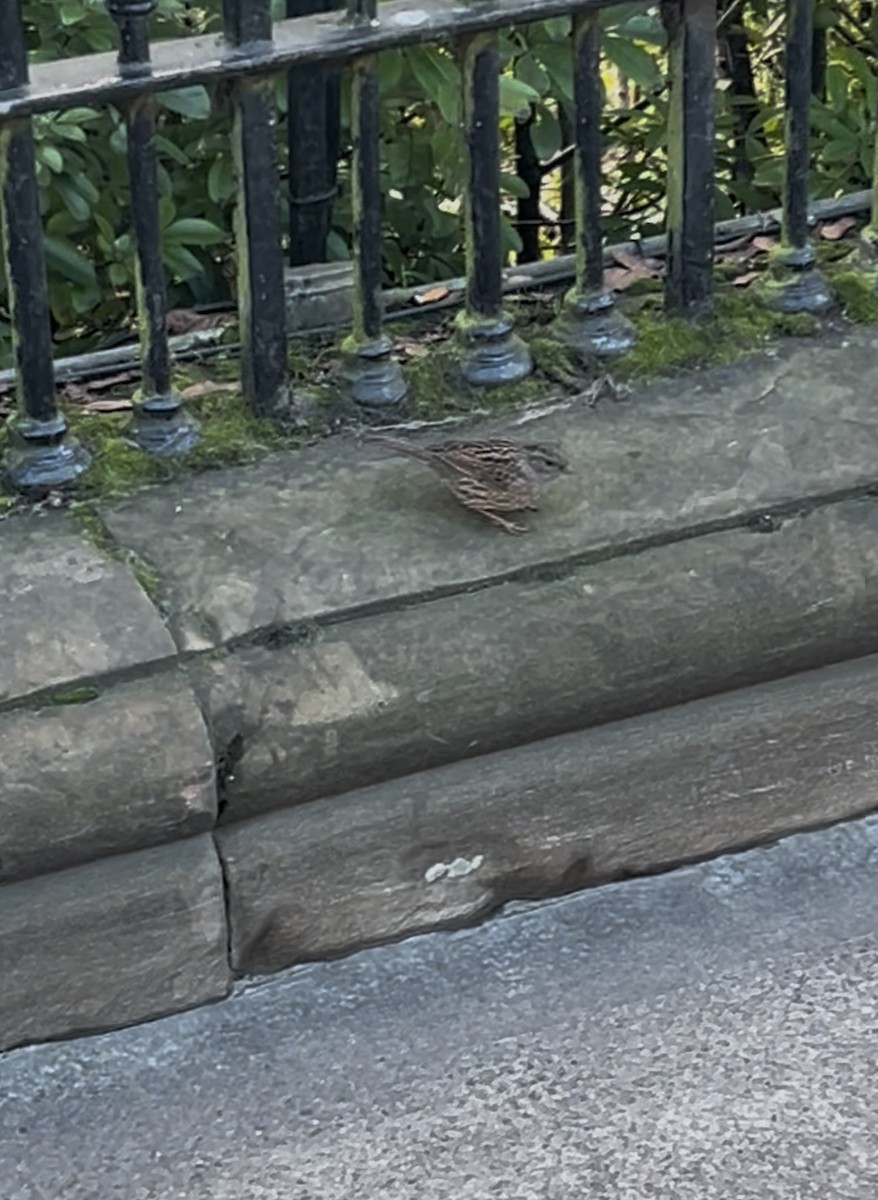 Dunnock - ML646125806