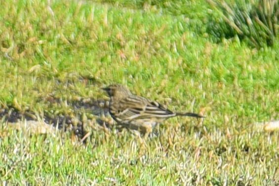 Meadow Pipit - ML646125830