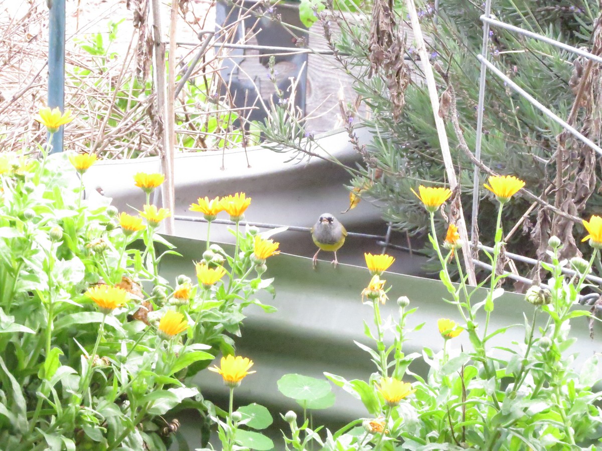 Dickichtwaldsänger - ML646125831