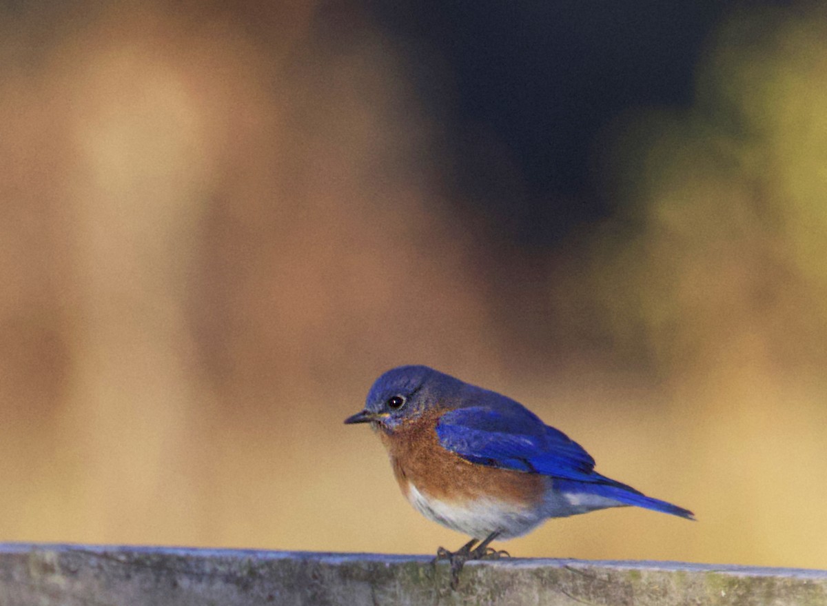 Eastern Bluebird - ML646125837