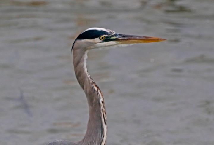 Great Blue Heron (Great Blue) - ML646125840