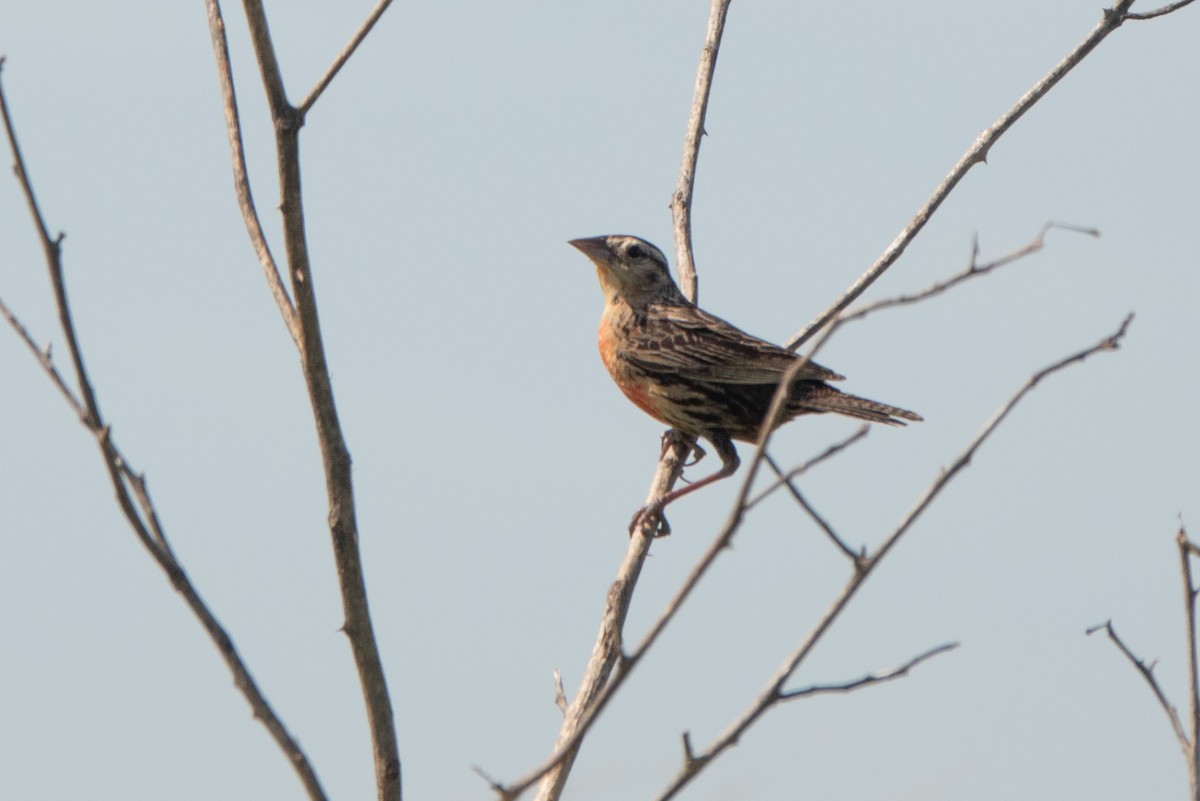 Red-breasted Meadowlark - ML646125841