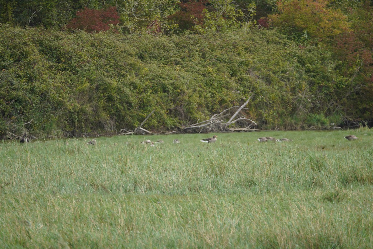 Гуска сіра - ML646125843