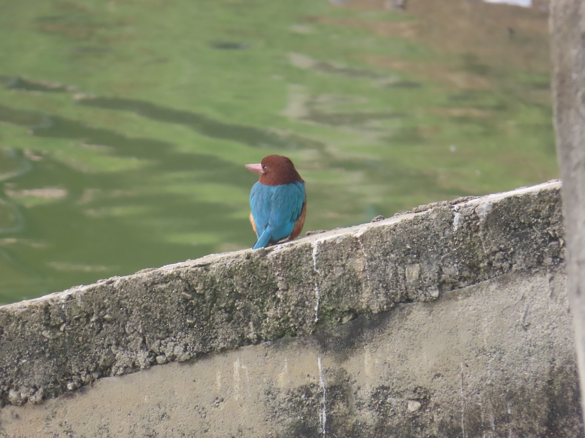 White-throated Kingfisher - ML646125845