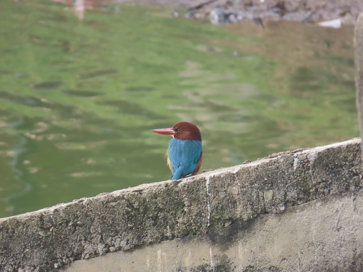 White-throated Kingfisher - ML646125846