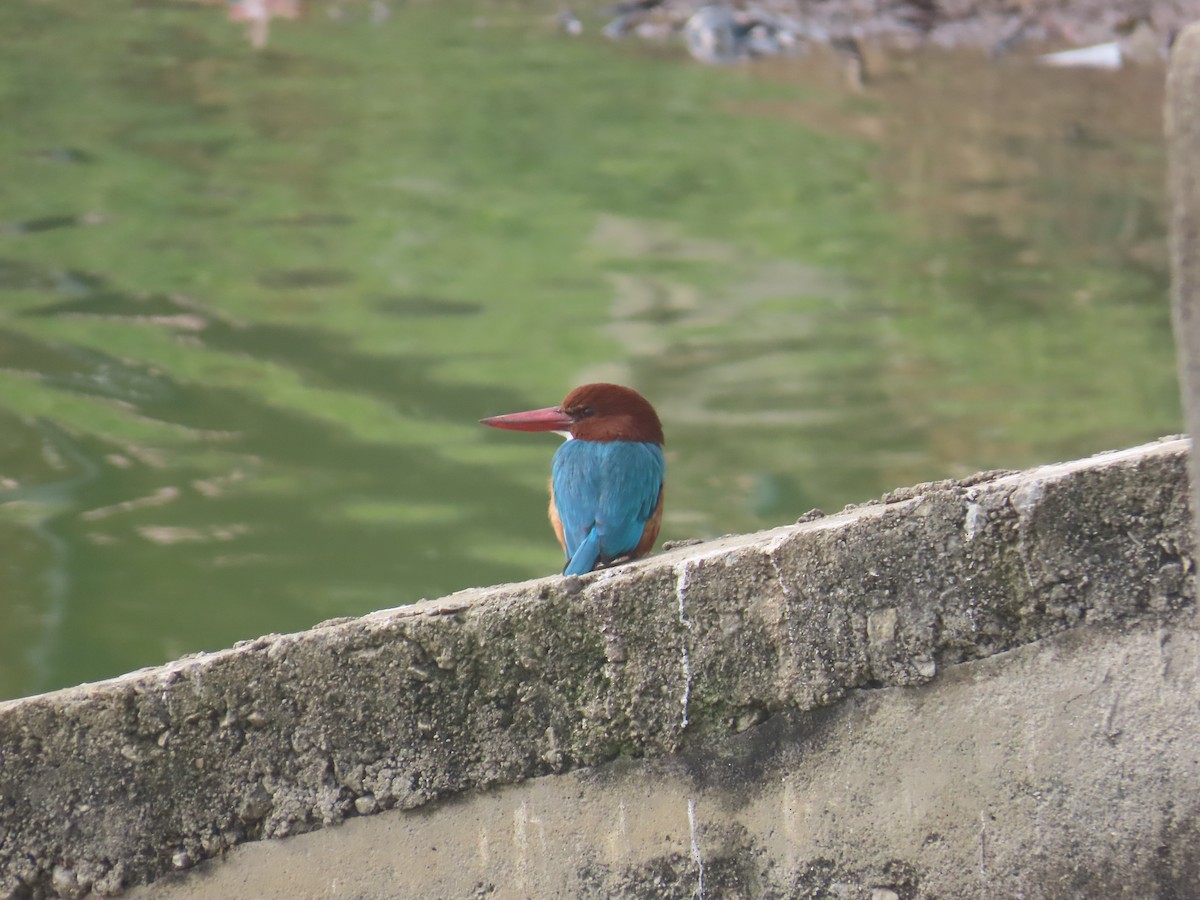 White-throated Kingfisher - ML646125847