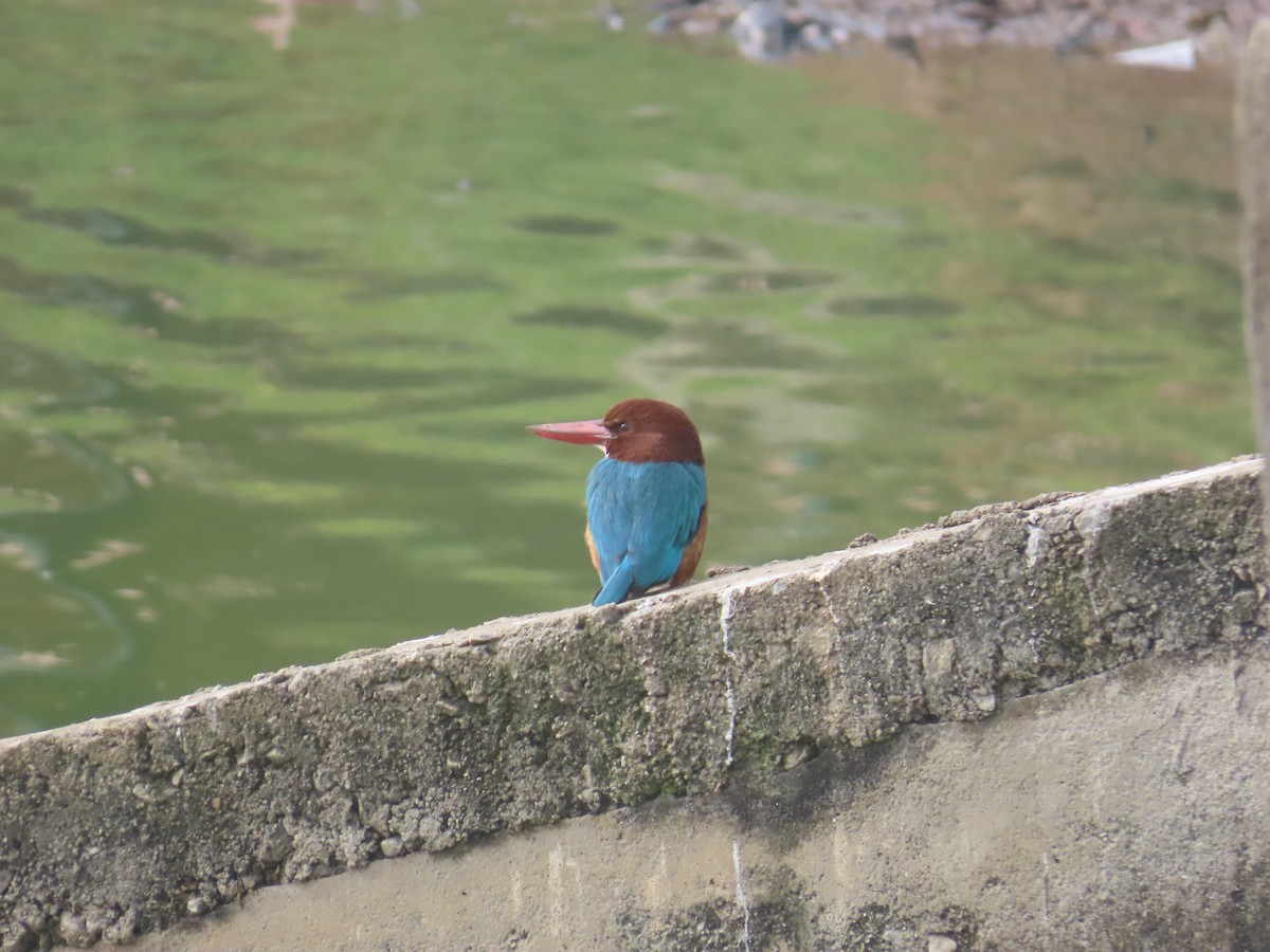 White-throated Kingfisher - ML646125848