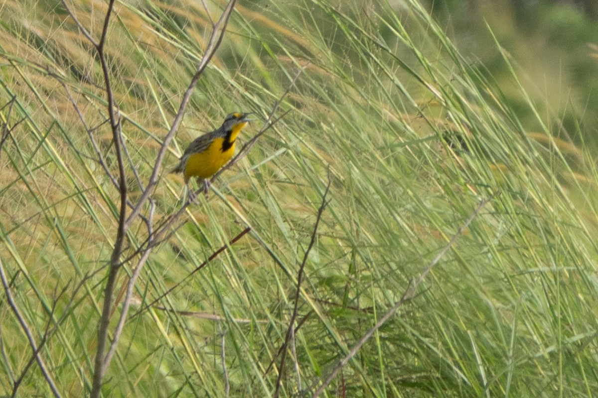 Eastern Meadowlark - ML646125849