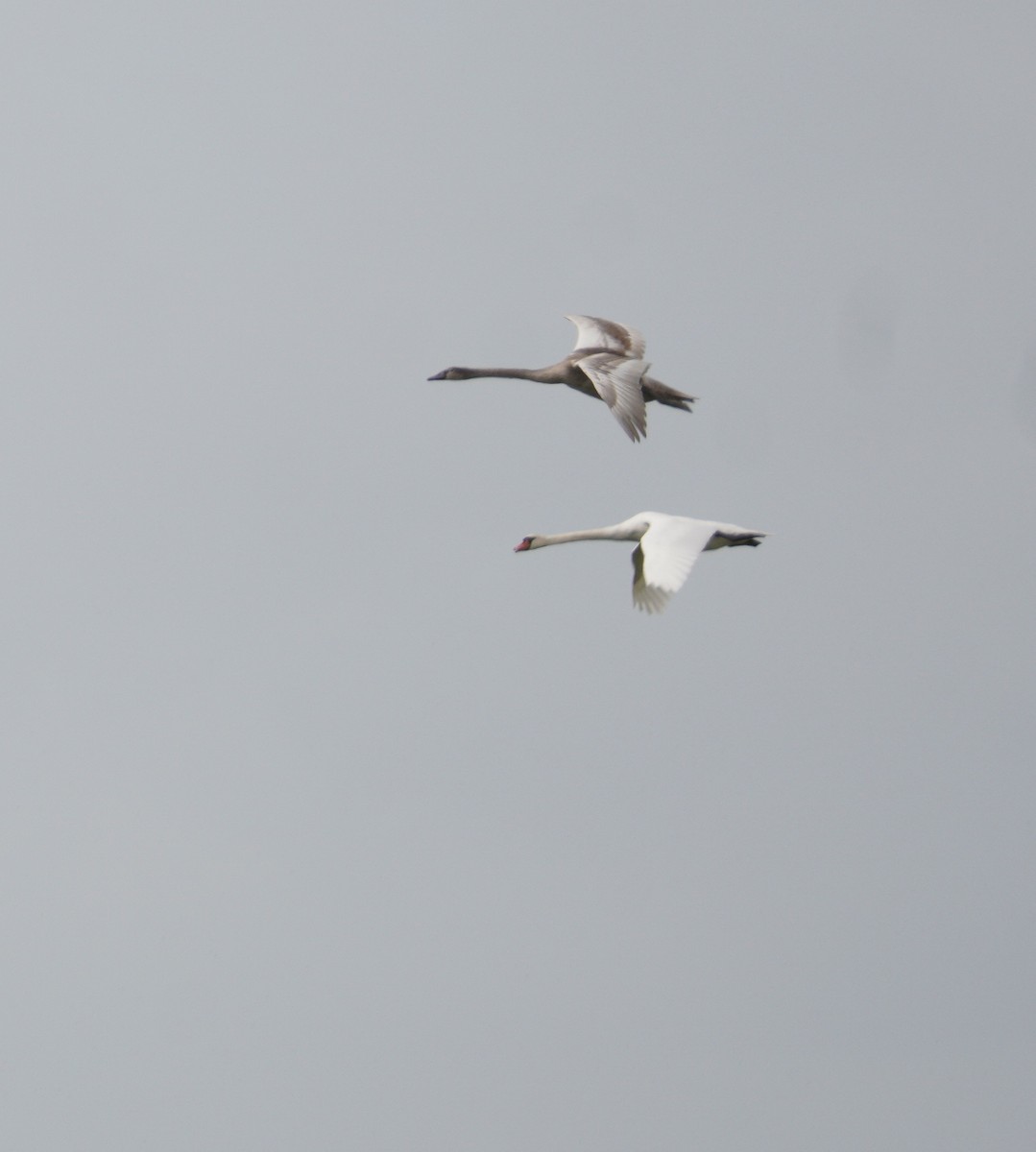 Beltxarga arrunta - ML646125850