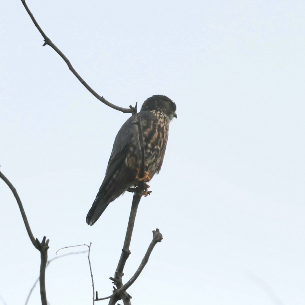 Merlin - ML646125851