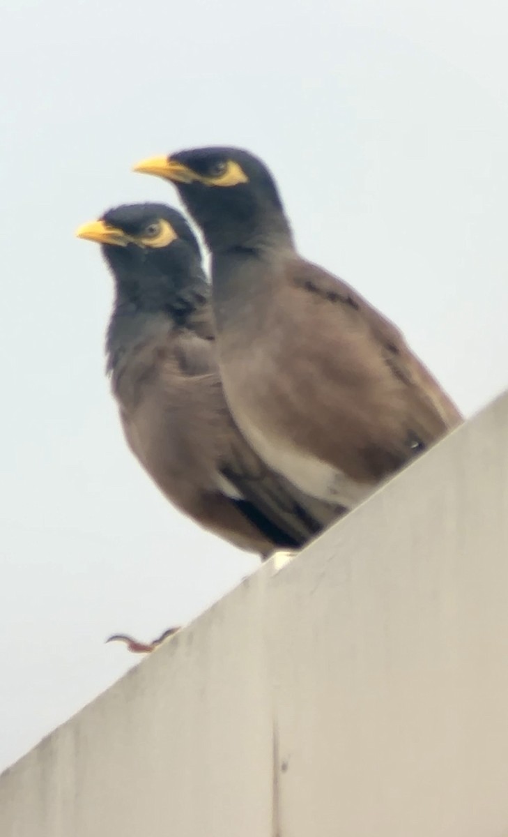 Common Myna - ML646125852