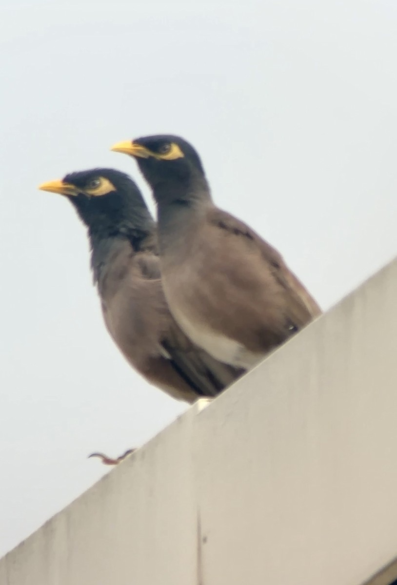 Common Myna - ML646125853