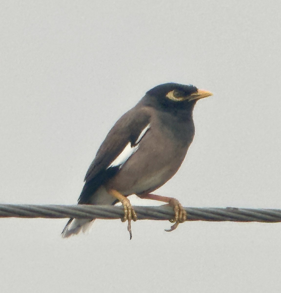 Common Myna - ML646125854