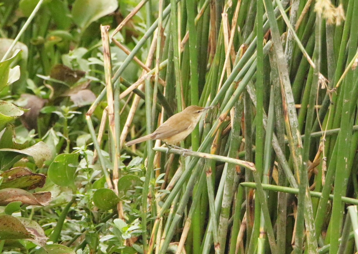 Clamorous Reed Warbler - ML646125855