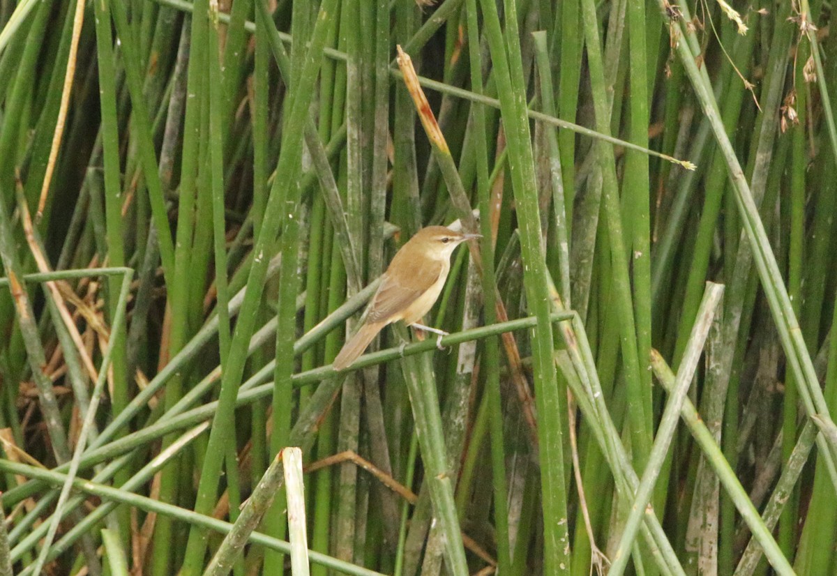 Clamorous Reed Warbler - ML646125856