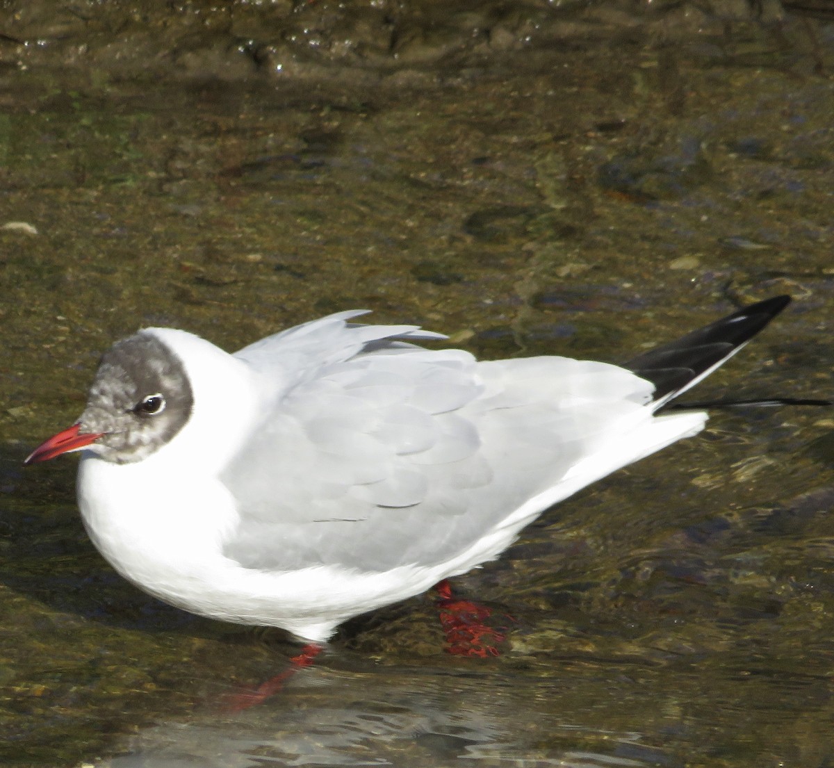 Black-headed Gull - ML646125857