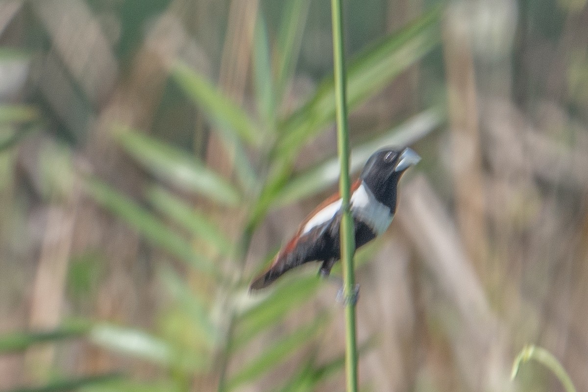 Tricolored Munia - ML646125858