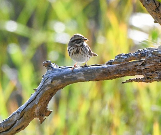 Song Sparrow - ML646125860