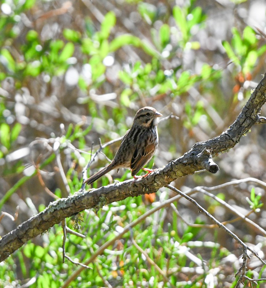 Song Sparrow - ML646125861