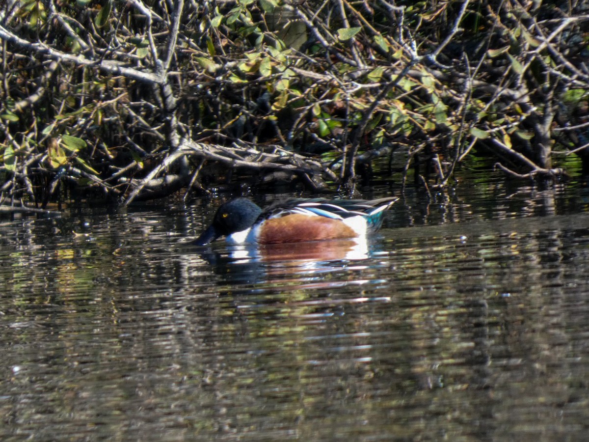 Northern Shoveler - ML646125862
