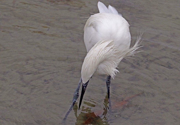 Reddish Egret - ML646125863
