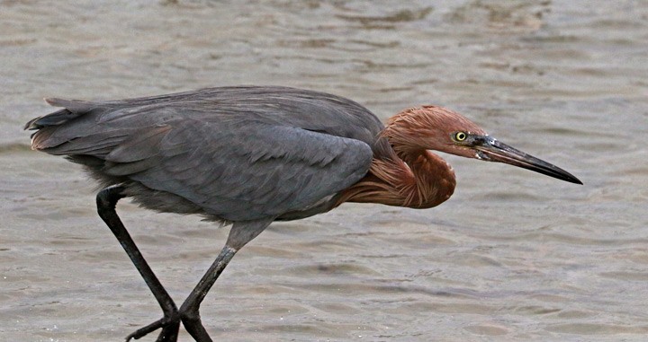 Reddish Egret - ML646125864