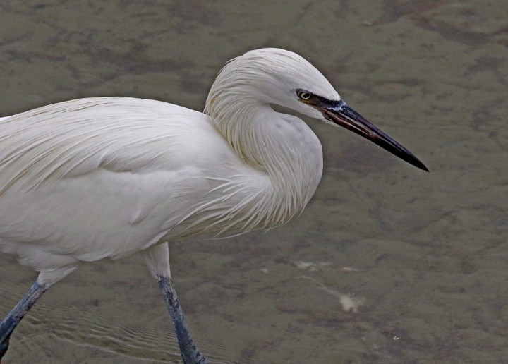 Reddish Egret - ML646125865