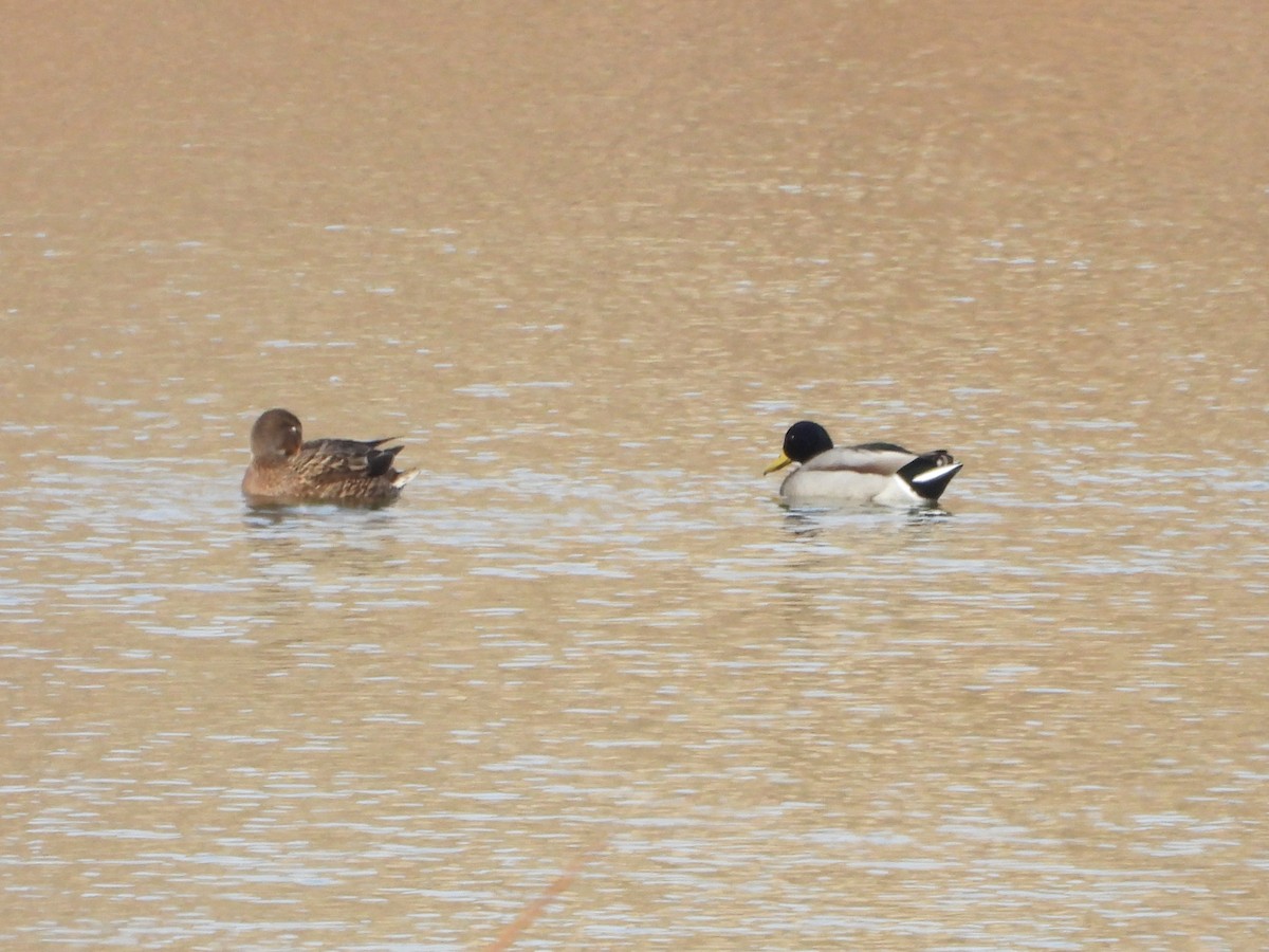 Mallard - ML646125868