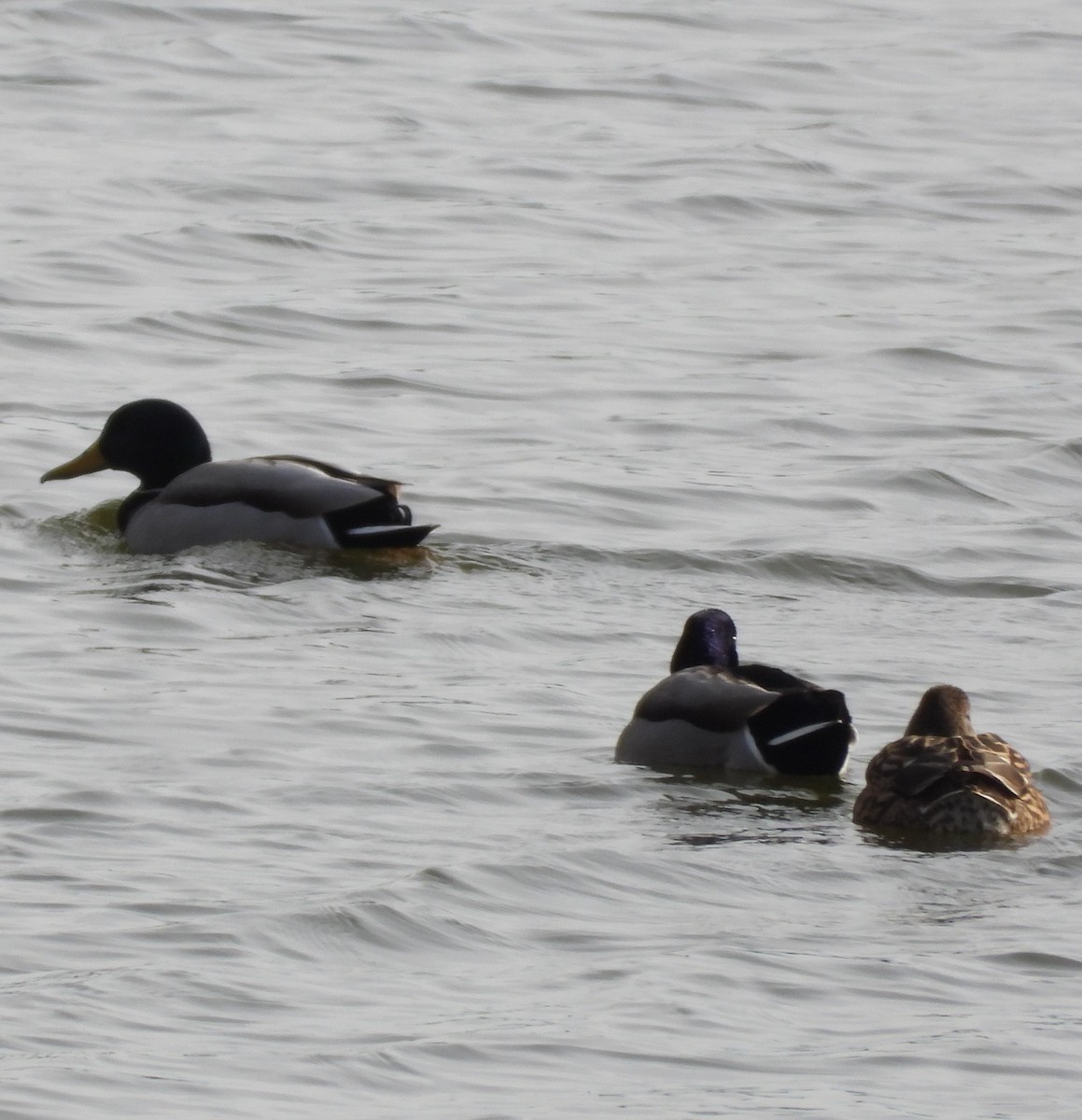 Mallard - ML646125869