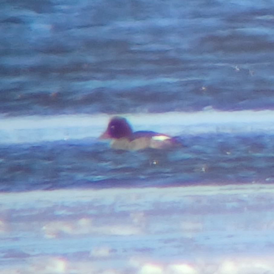 Common Goldeneye - ML646125870