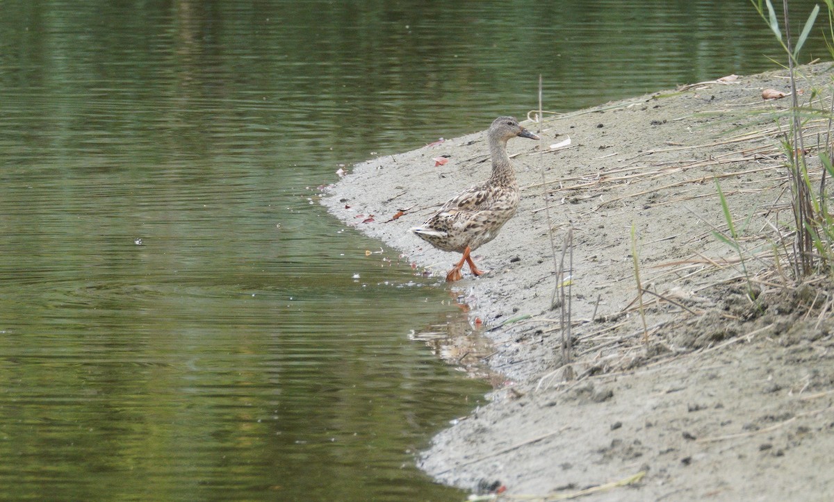 Mallard - ML646125873