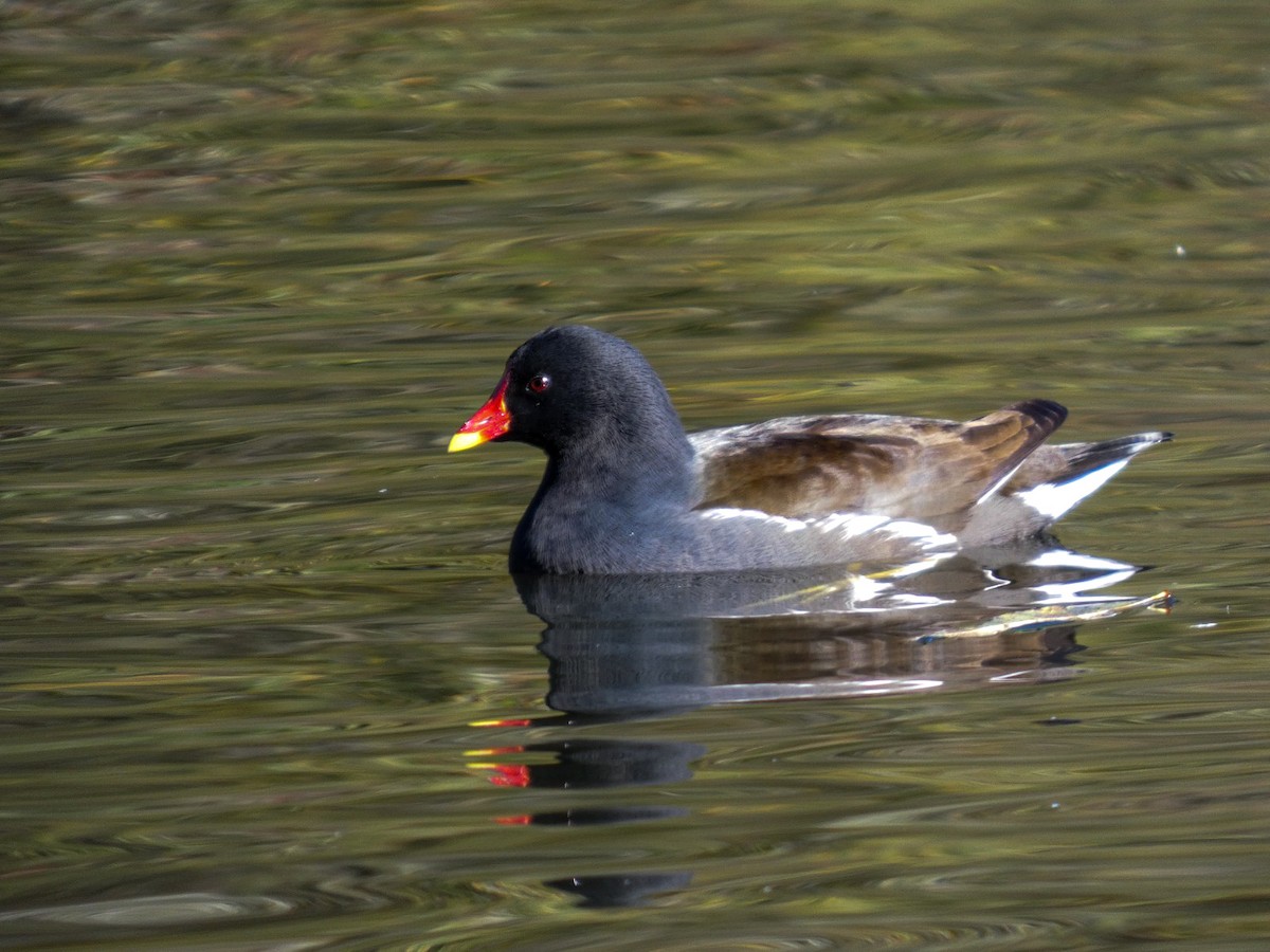 Eurasian Moorhen - ML646125874
