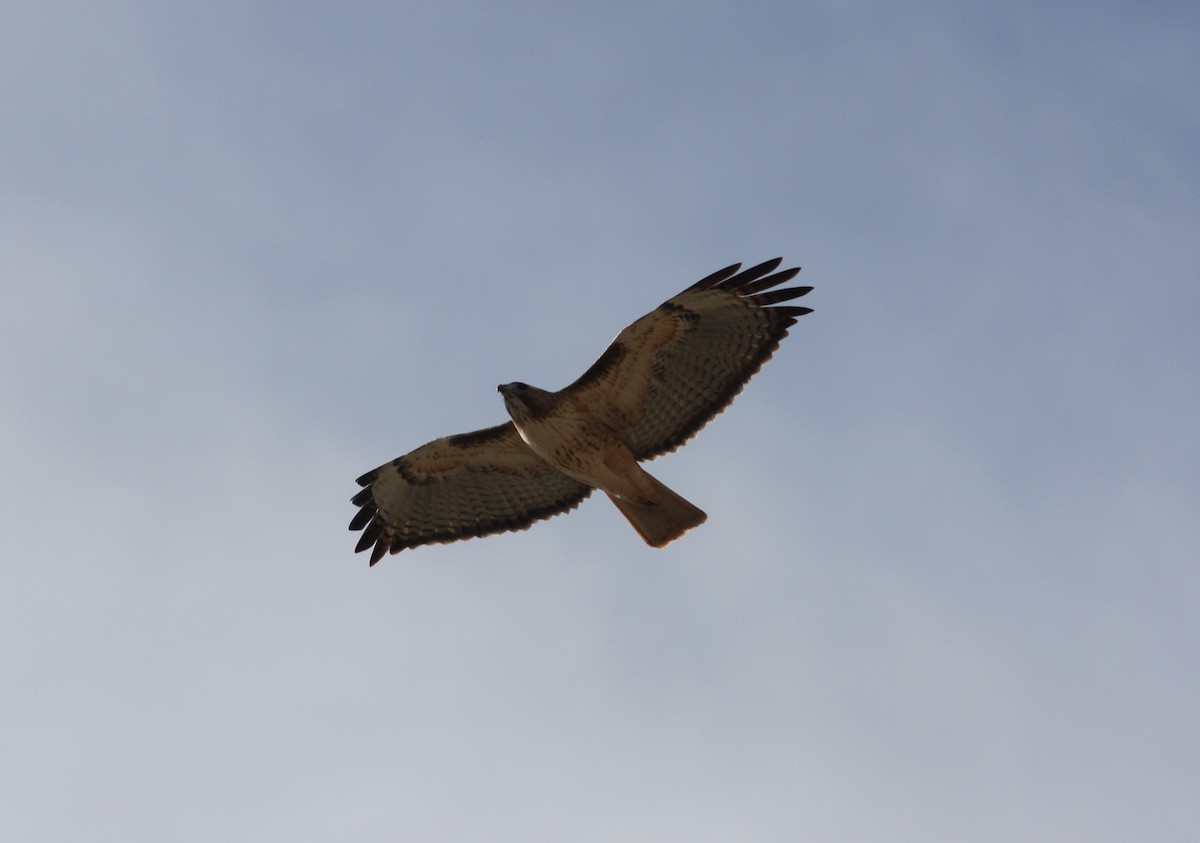 Red-tailed Hawk (calurus/alascensis) - ML646125875