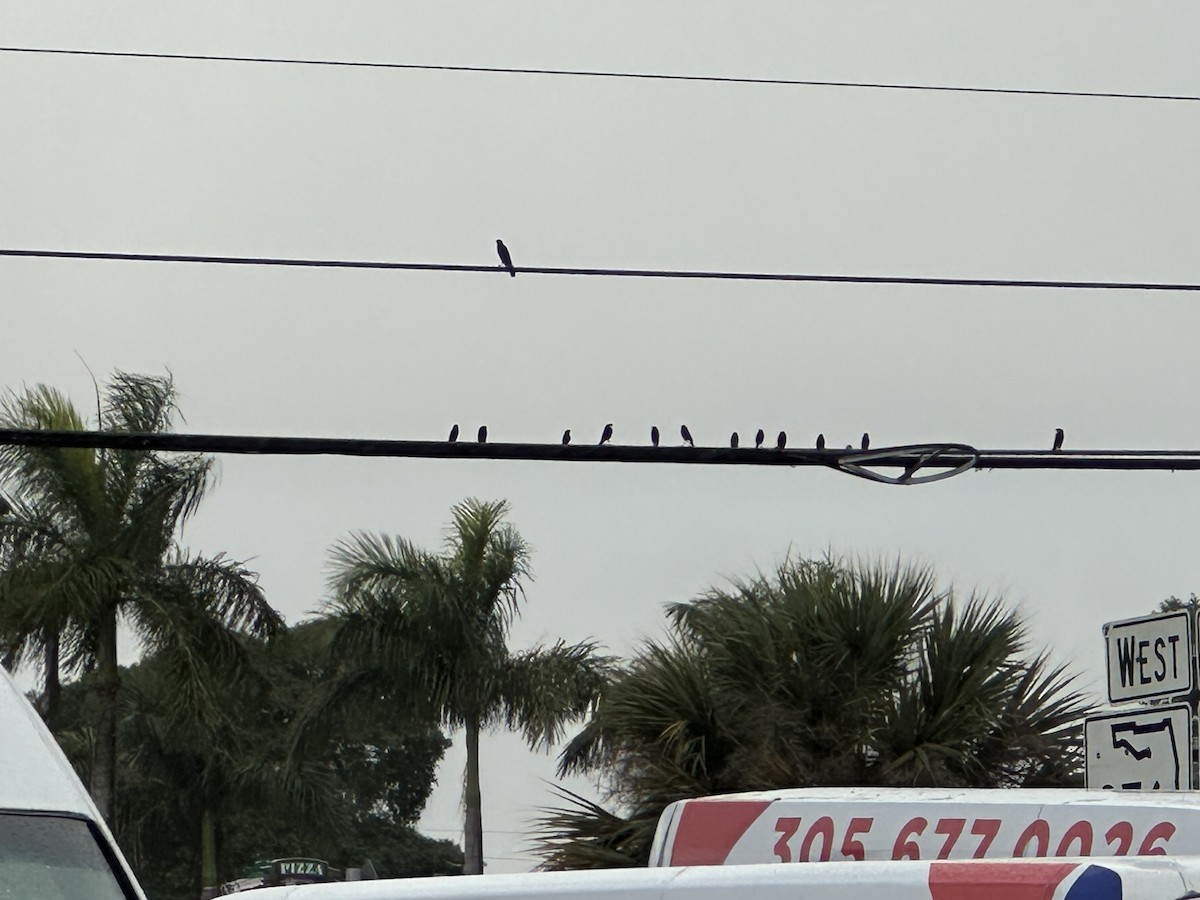 Bronzed Cowbird - ML646125876