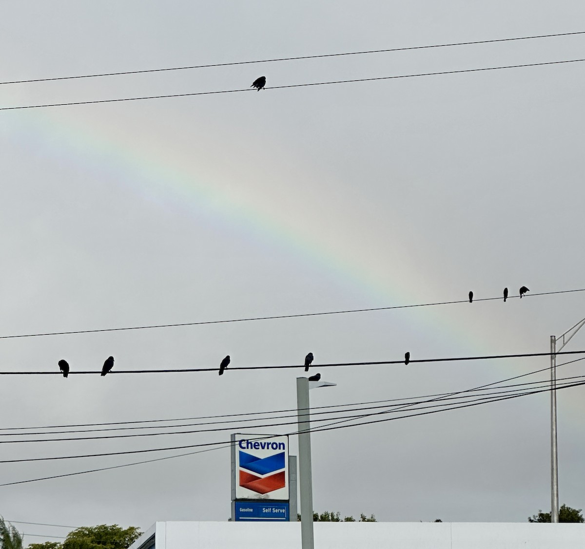 Bronzed Cowbird - ML646125877