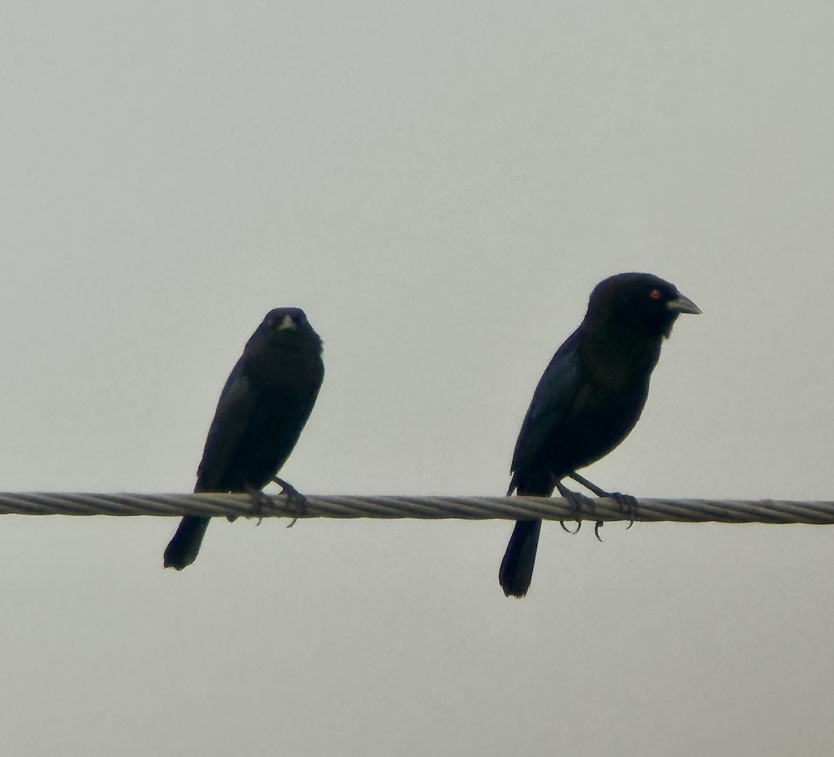 Bronzed Cowbird - ML646125878