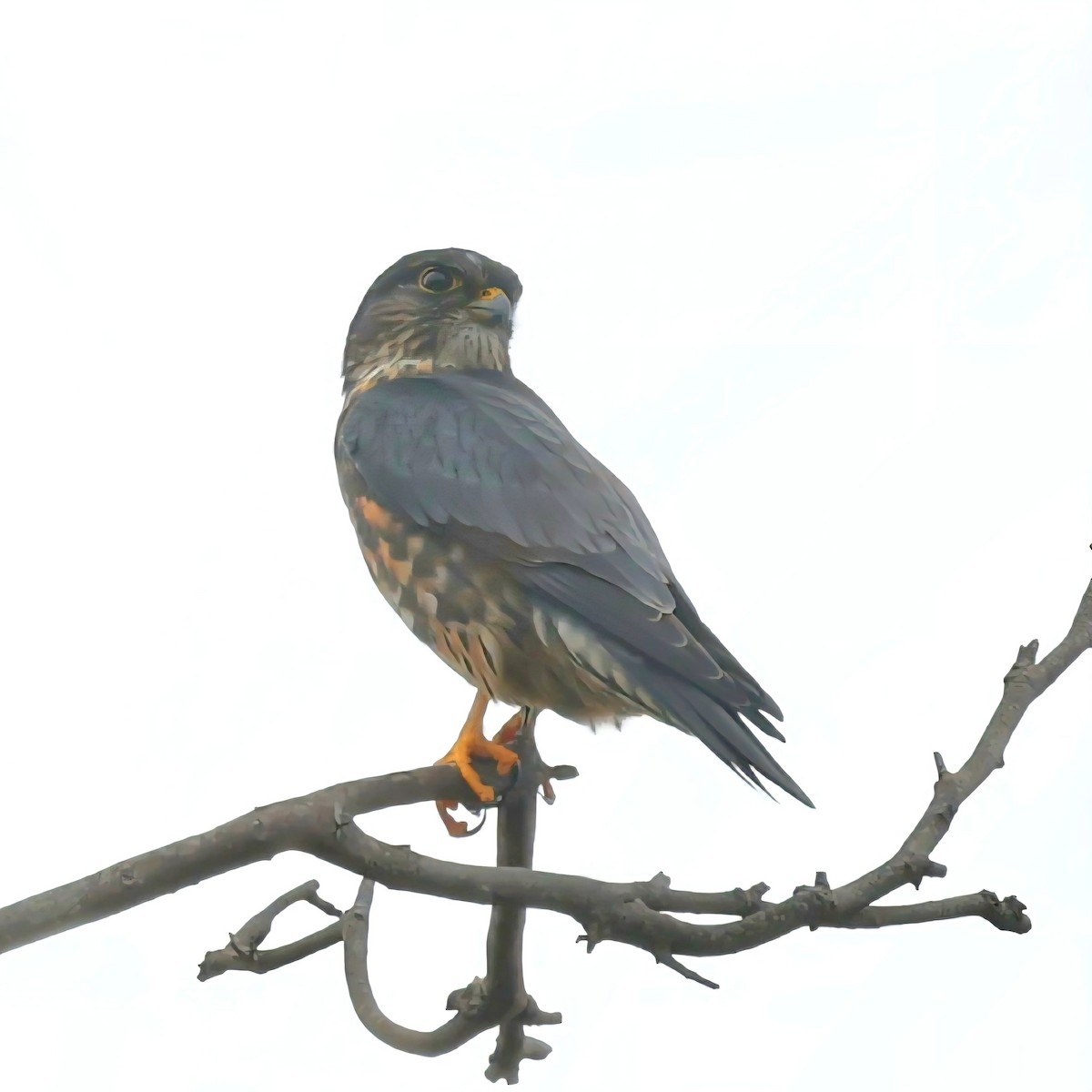 Merlin - ML646125879