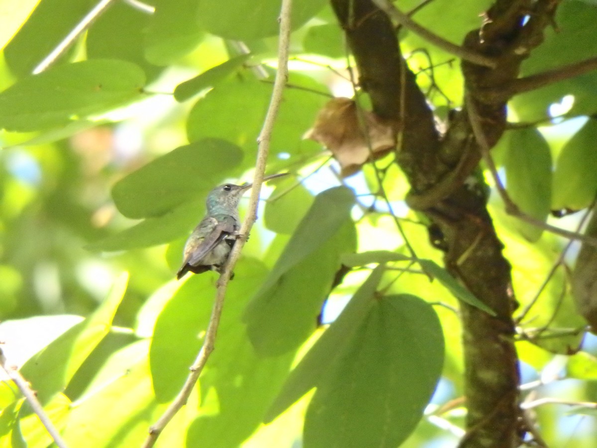 Glittering-throated Emerald - ML646125880
