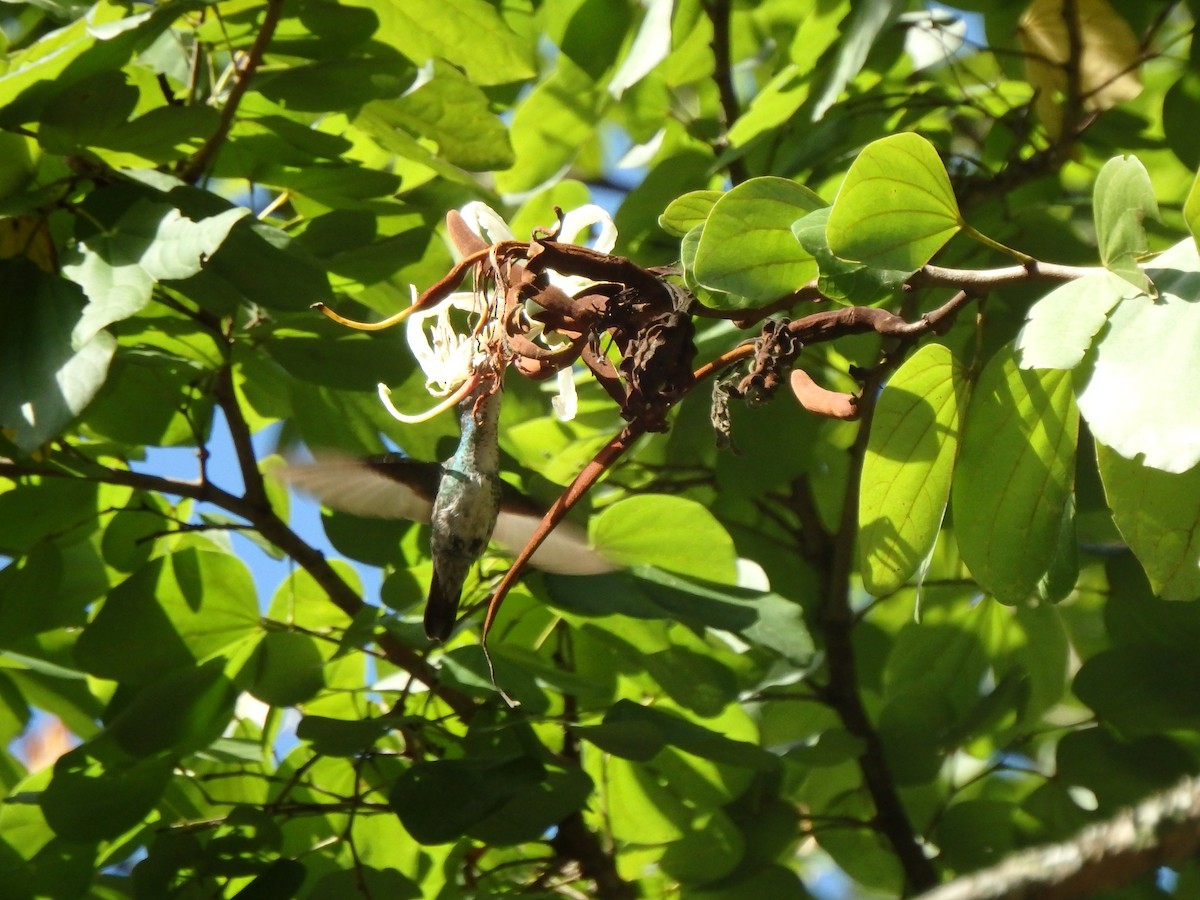 Glittering-throated Emerald - ML646125885