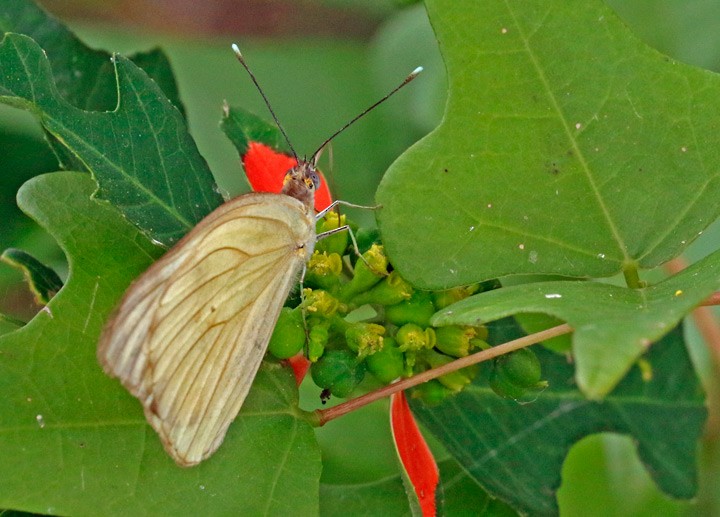 Great Southern White - ML646125886