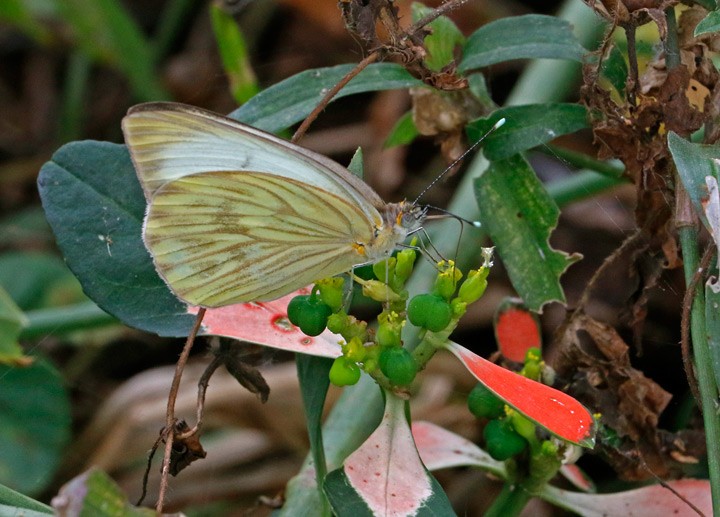 Great Southern White - ML646125887