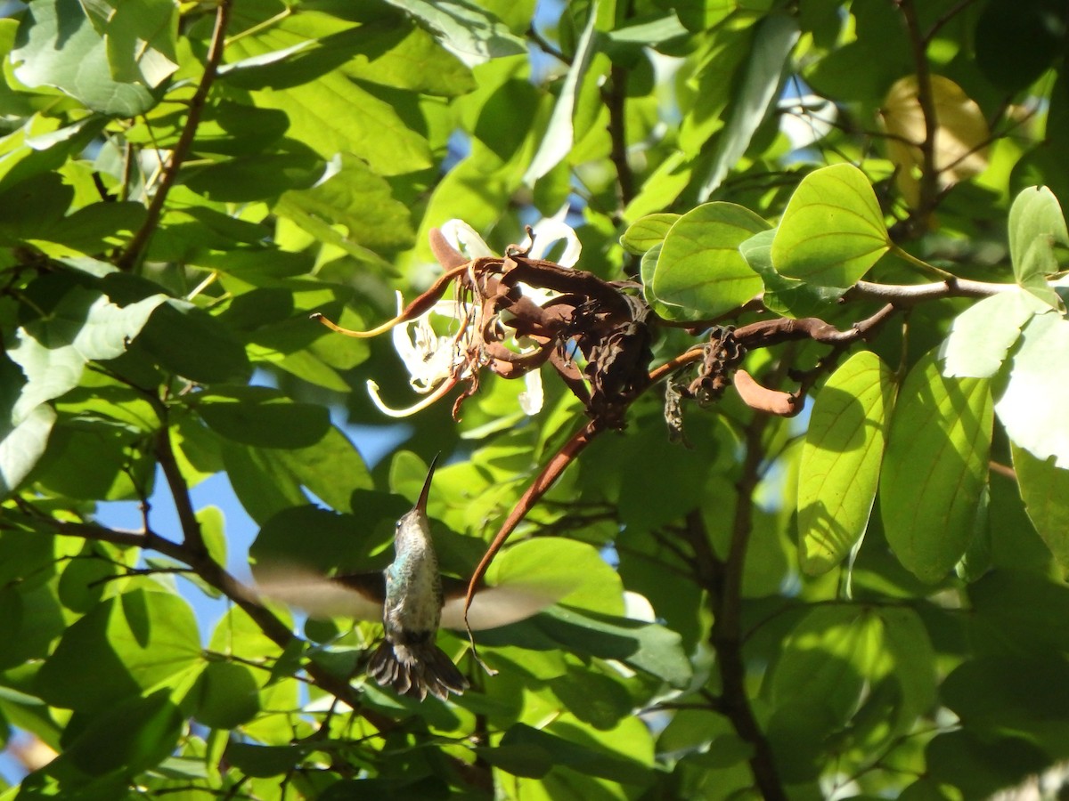 Glittering-throated Emerald - ML646125888