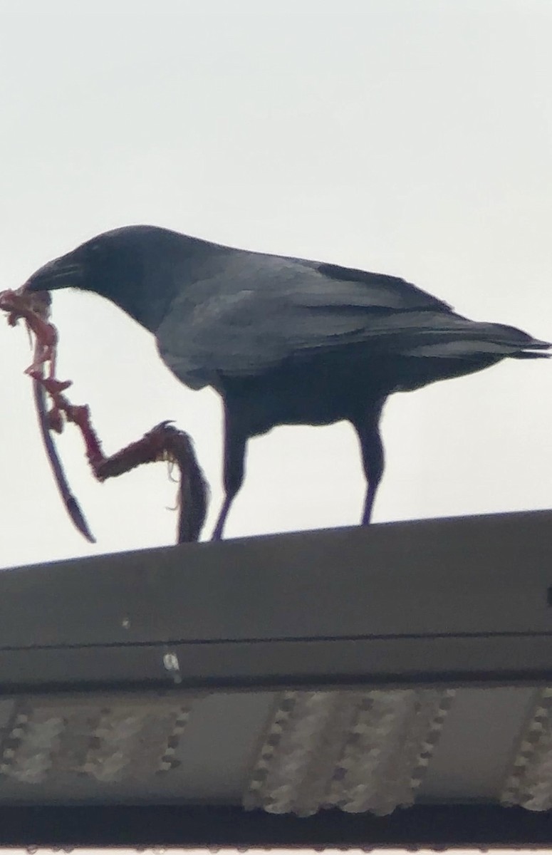 Fish Crow - ML646125890