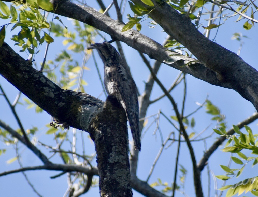 Northern Potoo - ML646125892